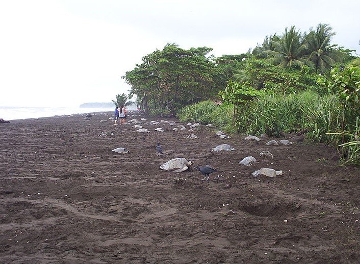 Refugio Nacional de Vida Silvestre Ostional Costa Rica