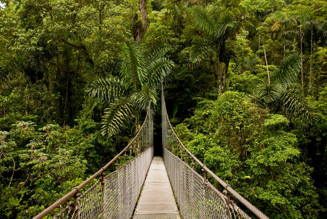 Caminata por los puentes colgantes de Heliconias en Alajuela