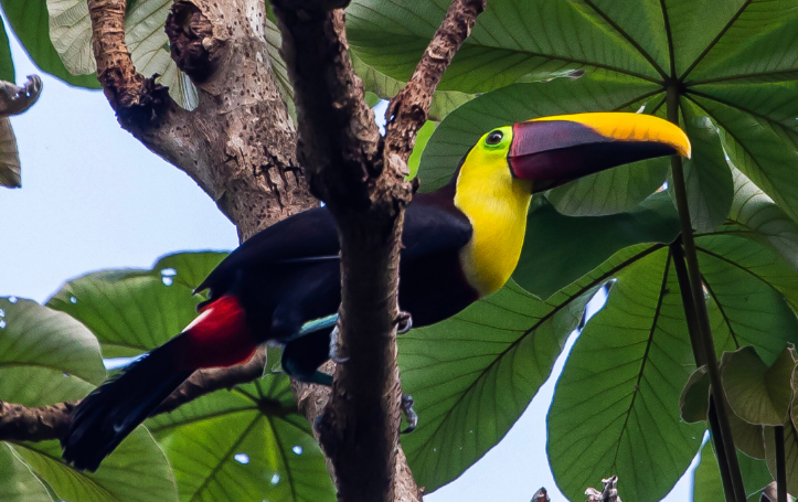 descubre-la-experiencia-unica-del-hotel-si-como-no-en-costa-rica